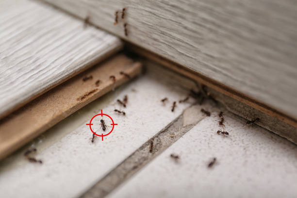 Trusted Bloomington, CA Pest Control Experts