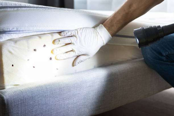 Best Pest Control Near Me  in Bloomington, CA