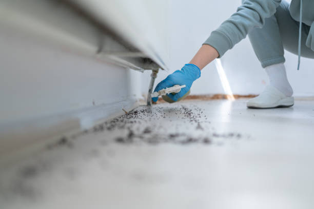 Best Insect Control  in Bloomington, CA